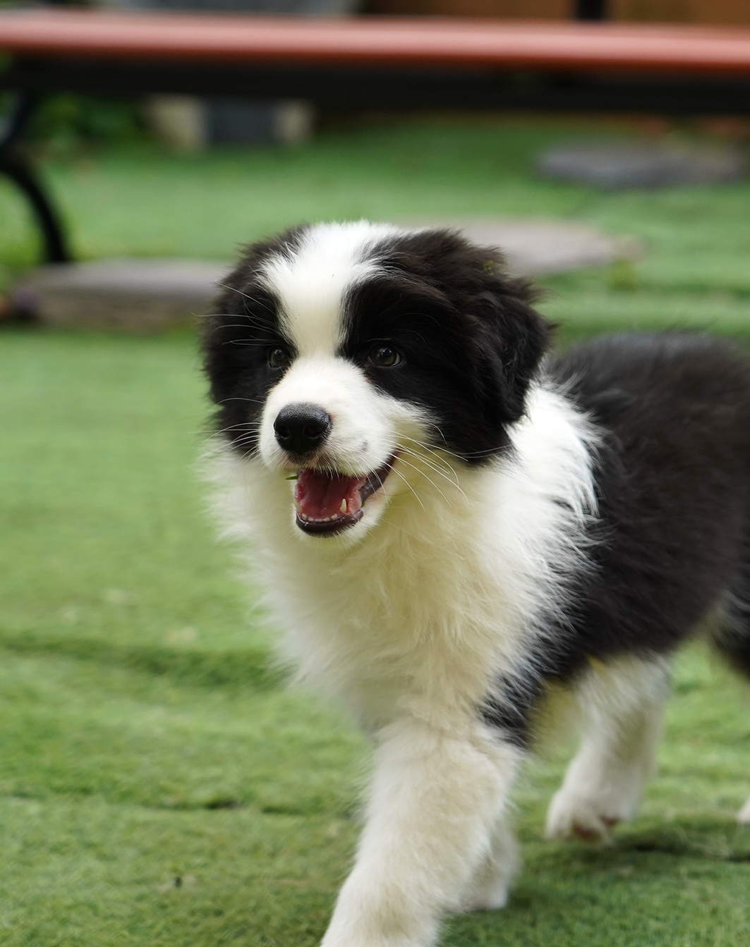 ALBERT AND ABBY 的儿子 2