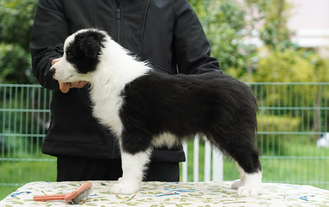 ALBERT AND ABBY 的儿子 1