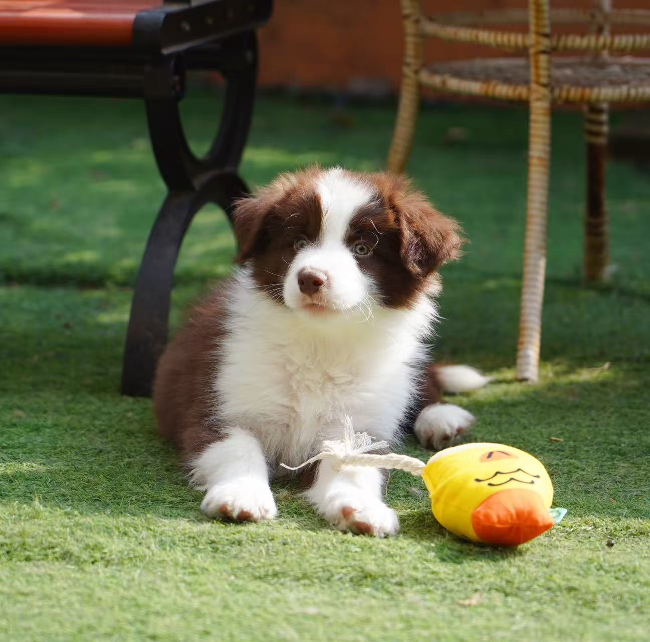 ALBERT AND ZELE 的儿子 BIG BOY