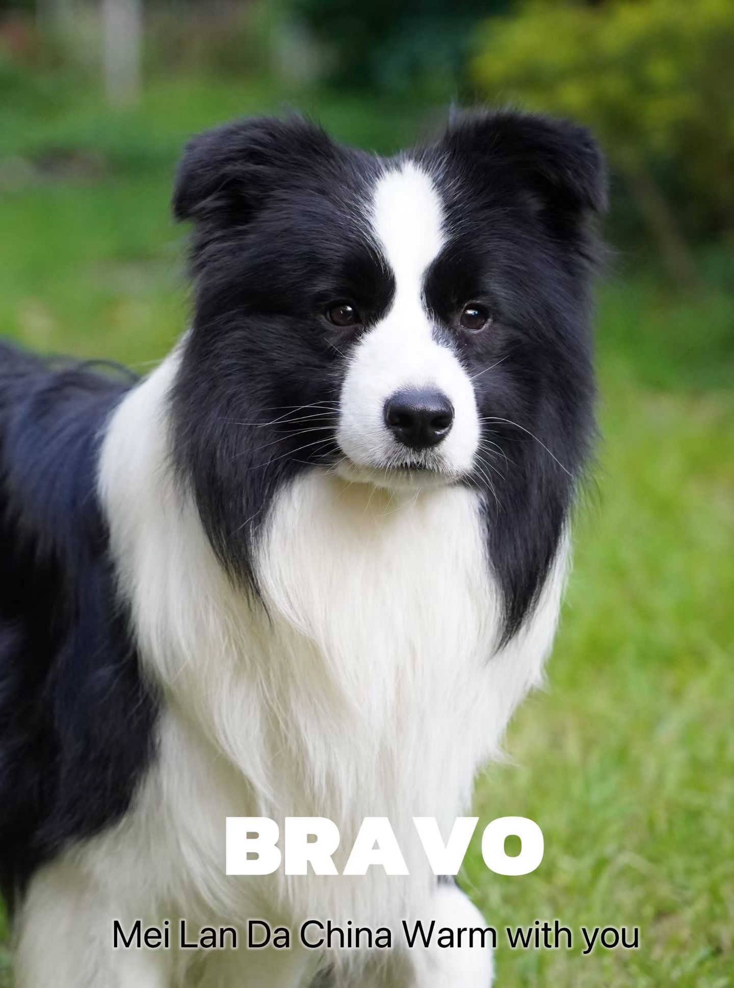 BRAVO