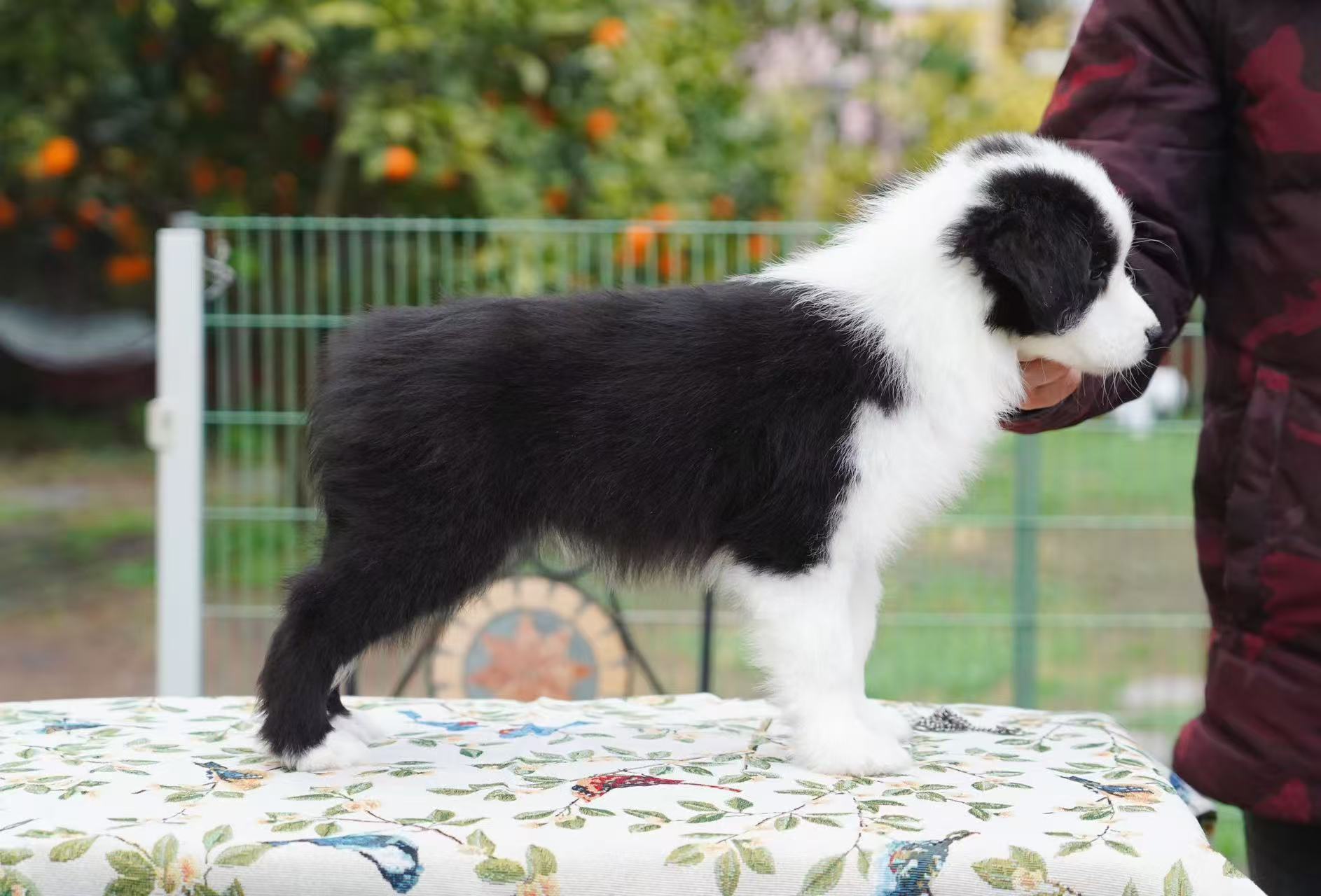 ALBERT AND ZELE 的儿子 LITTLE SEA