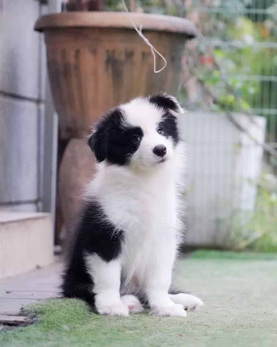 ALBERT 和 FLORA 的3 妹妹
