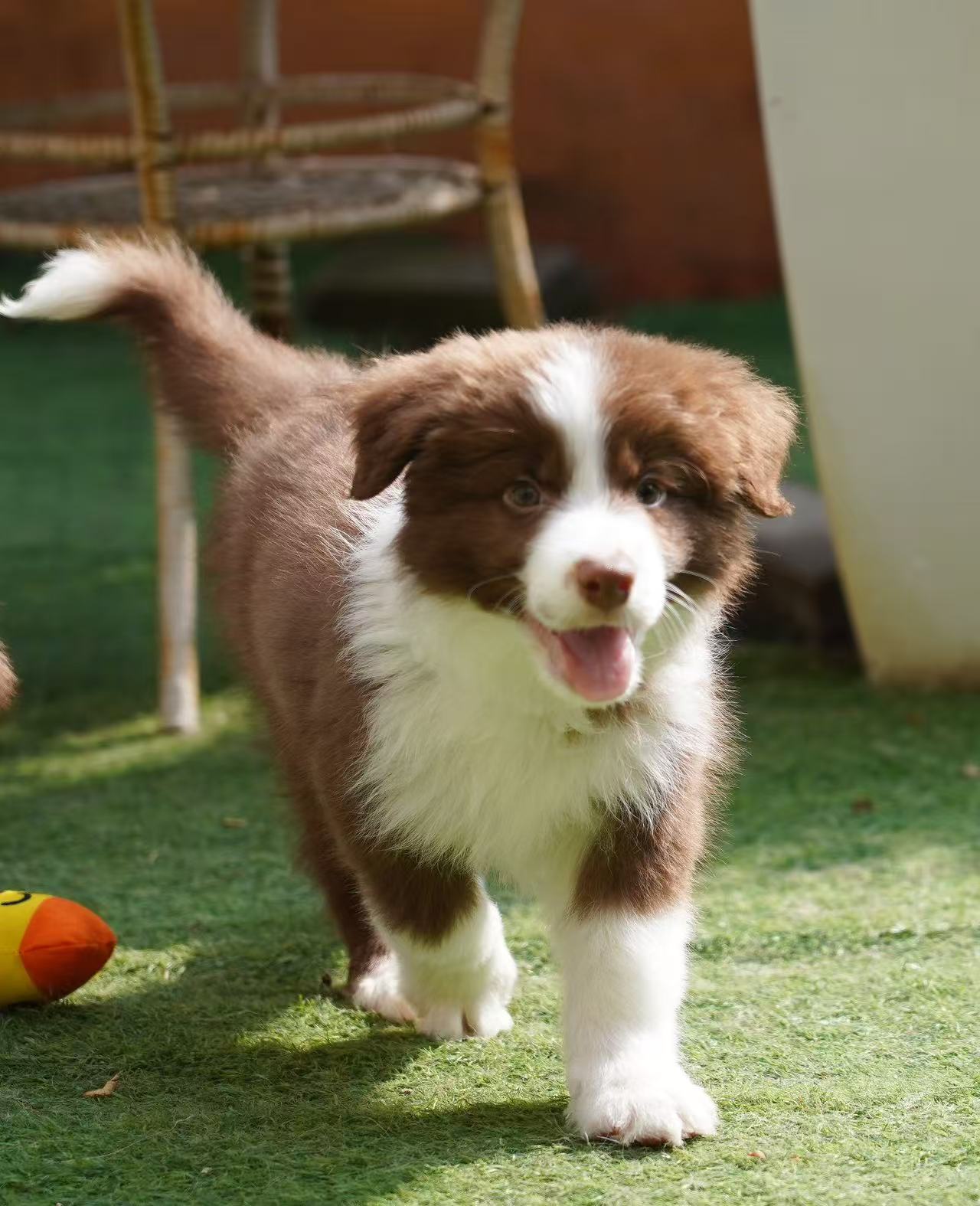 ALBERT AND ZELE 的儿子 FOUR