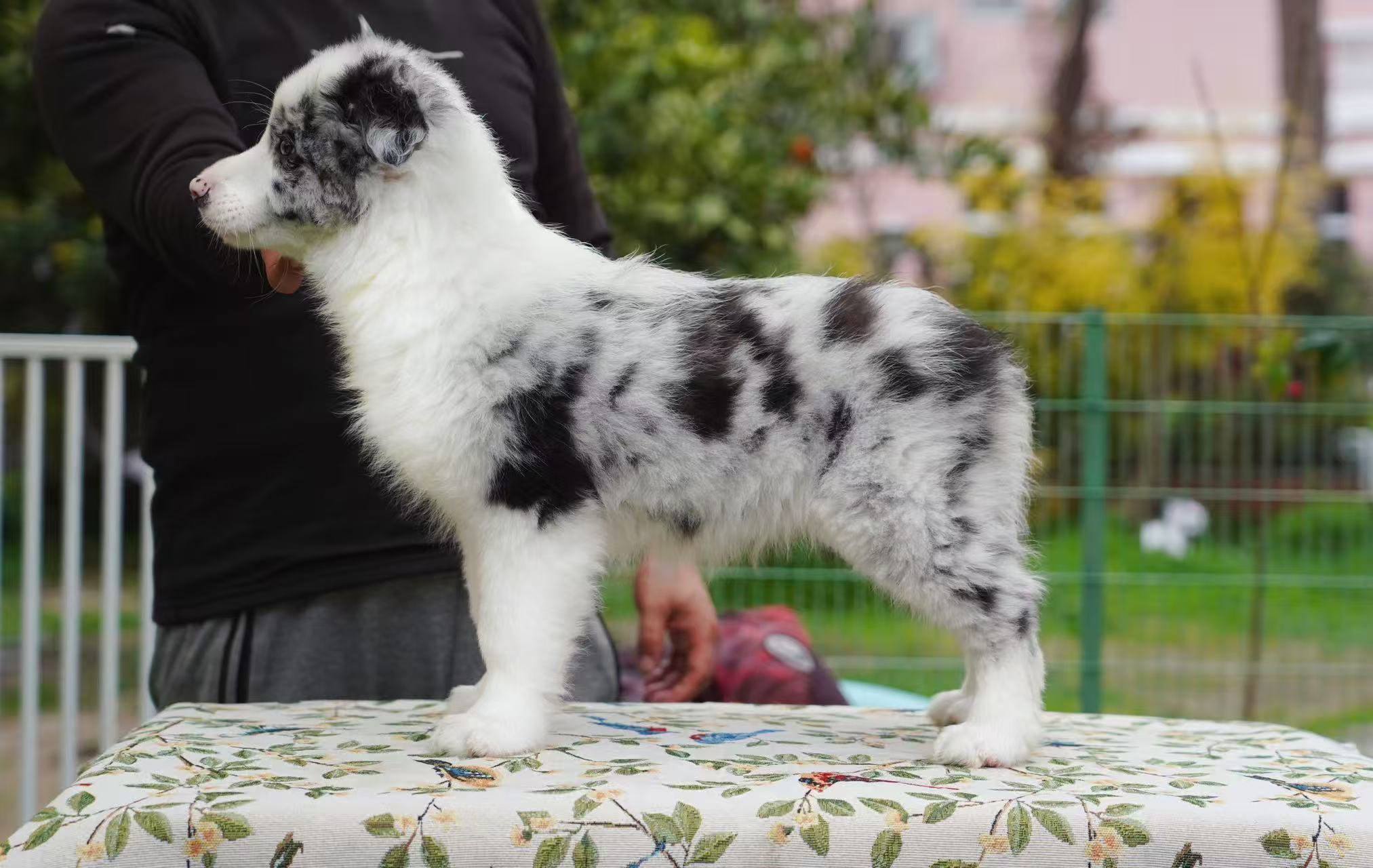 TRUMP 和年年的儿子 “小芒果”