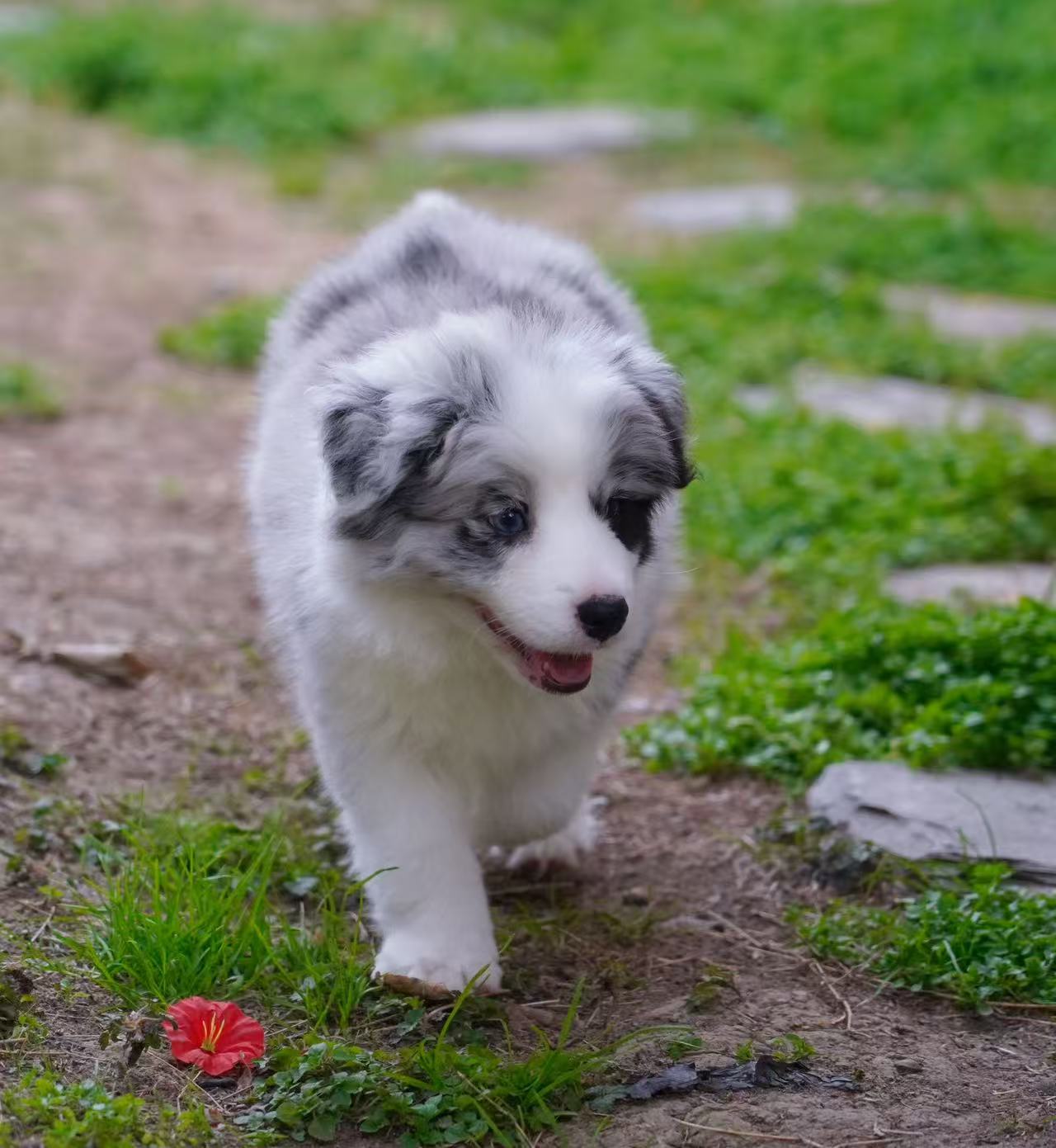 TRUMP 和年年的女儿 “小熊猫”