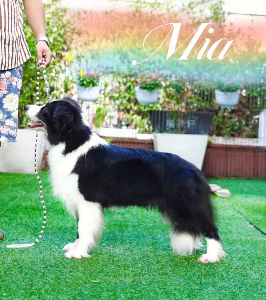 MIA